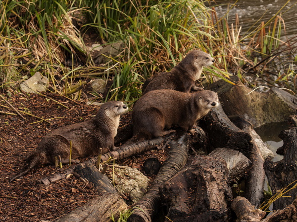 Tudor Caravan Park: Otters by David Thomas