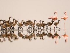 Tudor Caravan Park - Flamingoes & young at Slimbridge Wetlands Centre