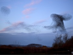 Tudor Caravan Park - Swarming starlings at Slimbridge Wetlands Centre