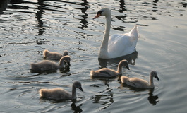 Swans on the Gloucester-Sharpness canal