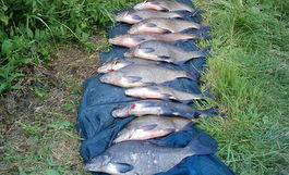 100lb of fish caught in one day by Tudor Caravan Park